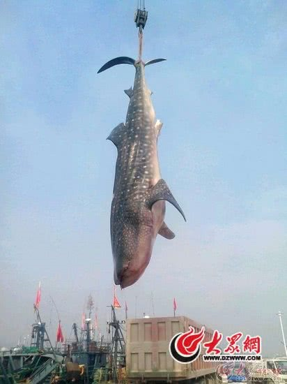 一山东渔民海上捕获特大鲨鱼:长10米多，重达两万多斤 共卖得20万元