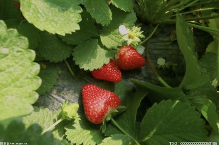 廈門翔安：奶油草莓農殘超標 系種植環節過程控制不嚴